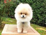 Tıraşlı Pomeranian Boo Erkek Yavrumuz