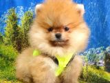 Orjinal Pomeranian Boo Yavrularımız