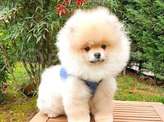 Tıraşlı Pomeranian Boo Erkek Yavrumuz