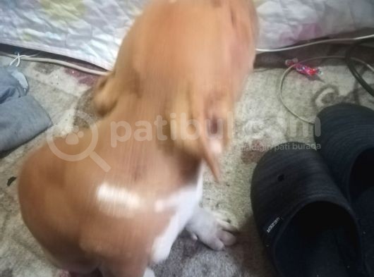 3 Aylık Safkan Retnos görsel