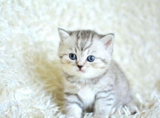 Si̇lver Tabby Ns24 Bri̇ti̇sh Shorthai̇r