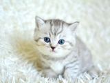 Si̇lver Tabby Ns24 Bri̇ti̇sh Shorthai̇r