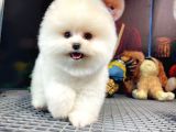 Pomeranian Teddybear