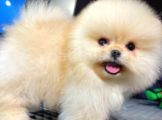 Pomeranıan Boo görsel