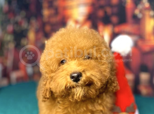 Red Brown Toy Poodle görsel