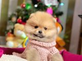 Safkan Pomeranian Boo Yavrularımız