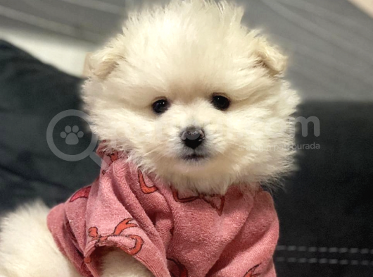 Pomerani̇an Boo Karbeyaz Di̇şi̇ Erkek Bebekler görsel