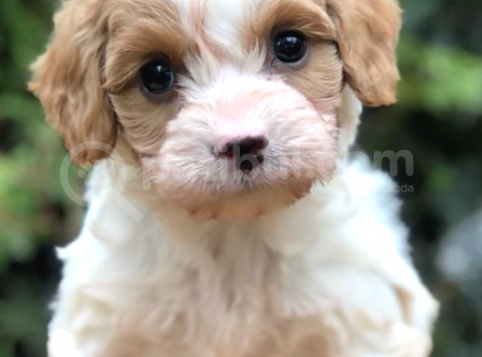 Maltipoo
