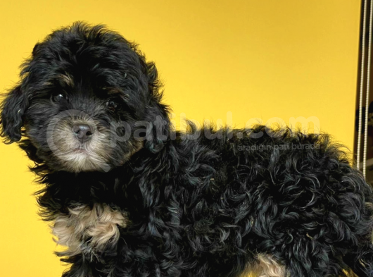 Black And Tan Di̇şi̇ Erkek Toy Poodle görsel