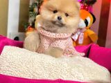 Safkan Pomeranian Boo Yavrularımız