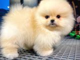 Pomeranıan Boo