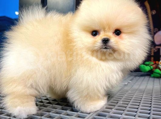 Pomeranıan Boo görsel