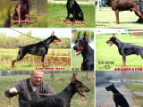 Şampiyon Soyu Fci Yavru Dobermanlar