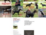 Şampiyon Soyu Fci Yavru Dobermanlar