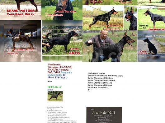 Şampiyon Soyu Fci Yavru Dobermanlar görsel