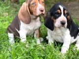 Show Kalite Basset Hound Yavrular