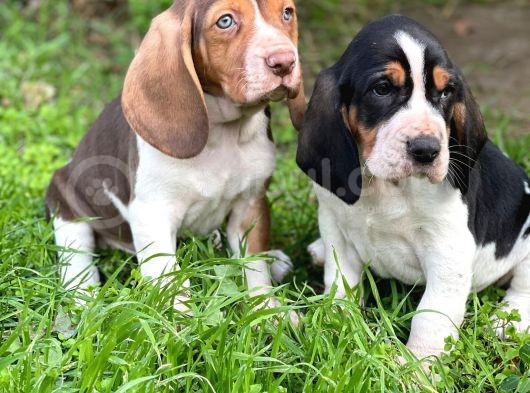 Show Kalite Basset Hound Yavrular görsel