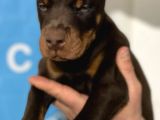 Şampiyon Soyu Fci Yavru Dobermanlar