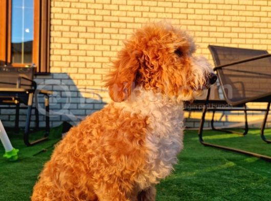 Turkiyede Tek Orjinal Labradoodle Bebekler görsel