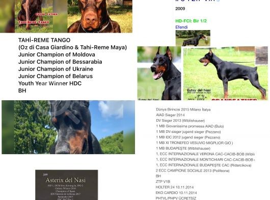 Şampiyon Soyu Fci Yavru Dobermanlar