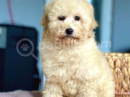 Bebek Surat Toy Poodle Yavrularimiz görsel