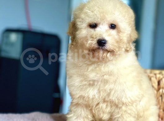 Bebek Surat Toy Poodle Yavrularimiz