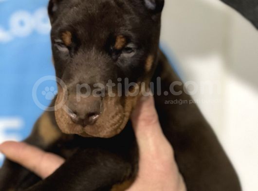 Şampiyon Soyu Fci Yavru Dobermanlar görsel