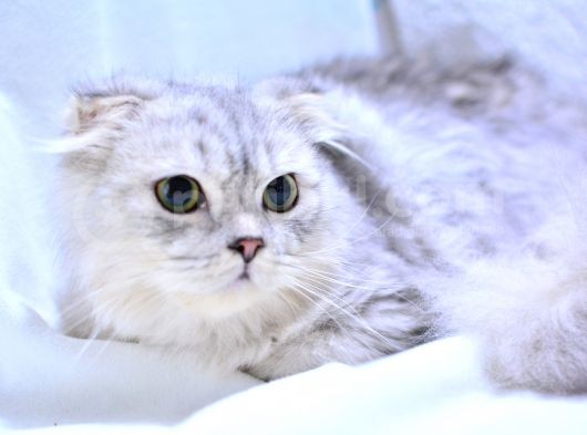6 Aylik Erkek Si̇lver Scottish Fold Longhai̇r