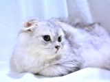 6 Aylik Erkek Si̇lver Scottish Fold Longhai̇r