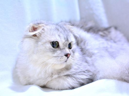 6 Aylik Erkek Si̇lver Scottish Fold Longhai̇r görsel