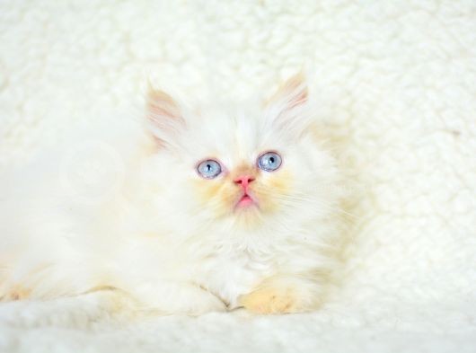 Red Poi̇nt Beyaz Chinchilla Yavrumuz görsel