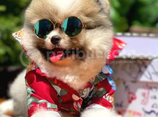 Teddy Bear Face Pomeranian Boo Yavrularımız