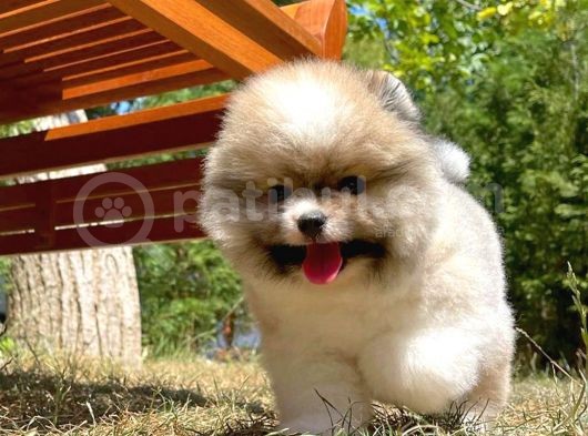 Teddy Bear Face Pomeranian Boo Yavrularımız görsel