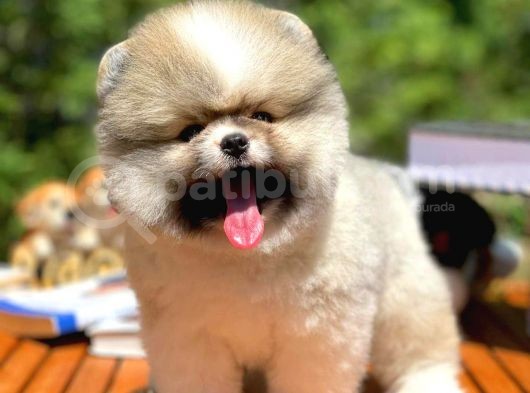 Teddy Bear Face Pomeranian Boo Yavrularımız görsel