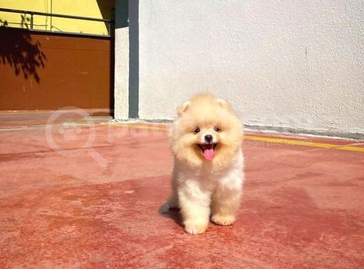 Irk Ve Saglık Garantılı Pomeranıan Boo görsel