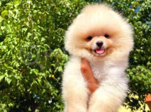 Irk Ve Saglık Garantılı Pomeranıan Boo görsel