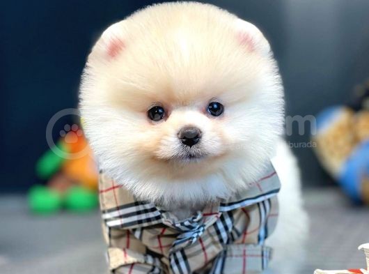 Çocuklarla İyi Anlaşabilen Irk Pomeranian Boo görsel