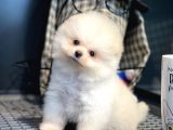 Çocuklarla İyi Anlaşabilen Irk Pomeranian Boo