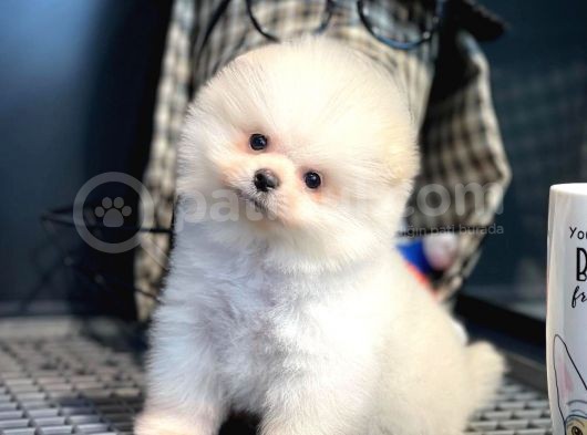 Çocuklarla İyi Anlaşabilen Irk Pomeranian Boo