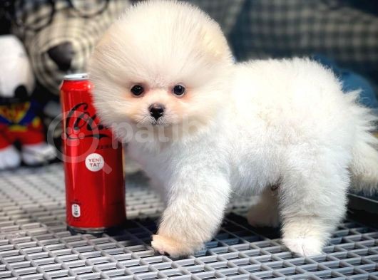 Çocuklarla İyi Anlaşabilen Irk Pomeranian Boo görsel