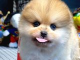 Irk Ve Saglık Garantılı Pomeranıan Boo