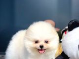 Çocuklarla İyi Anlaşabilen Irk Pomeranian Boo