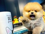 Yavru Patiler Güvencesi Ile Yeni Gelen Tedybear Pomeranian Yavrularımız