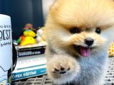 Yavru Patiler Güvencesi Ile Yeni Gelen Tedybear Pomeranian Yavrularımız