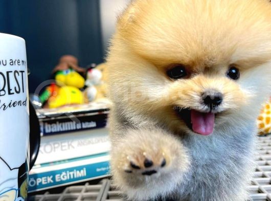 Yavru Patiler Güvencesi Ile Yeni Gelen Tedybear Pomeranian Yavrularımız görsel
