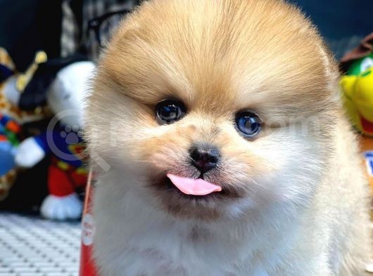 Yavru Patiler Güvencesi Ile Yeni Gelen Tedybear Pomeranian