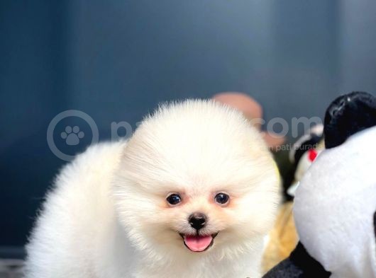 Yavru Patiler Güvencesi Ile Yeni Gelen Tedybear Pomeranian görsel