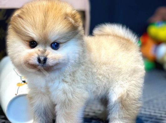 Yavru Patiler Güvencesi Ile Yeni Gelen Tedybear Pomeranian görsel