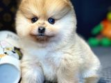Yavru Patiler Güvencesi Ile Yeni Gelen Tedybear Pomeranian