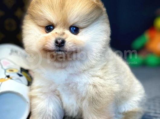 Yavru Patiler Güvencesi Ile Yeni Gelen Tedybear Pomeranian görsel
